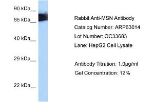 Western Blotting (WB) image for anti-Moesin (MSN) (C-Term) antibody (ABIN2789338) (Moesin anticorps  (C-Term))