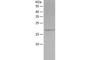 Western Blotting (WB) image for Myosin Regulatory Light Polypeptide 9 (MYL9) (AA 1-172) protein (His-IF2DI Tag) (ABIN7124069)