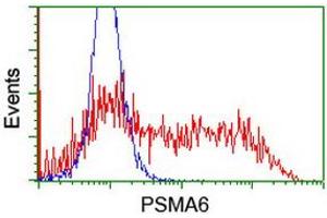 Image no. 3 for anti-Proteasome Subunit alpha 6 (PSMA6) antibody (ABIN1500466) (PSMA6 anticorps)