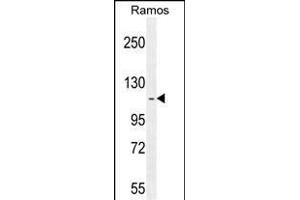 HIP1R Antibody (N-term) (ABIN655061 and ABIN2844690) western blot analysis in Ramos cell line lysates (35 μg/lane). (HIP1R anticorps  (N-Term))