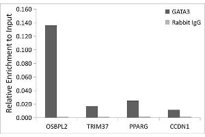 Chromatin immunoprecipitation analysis of extracts of MCF7 cells, using [KO Validated] G Rabbit mAb antibody  and rabbit IgG.