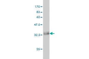 Western Blot detection against Immunogen (36.