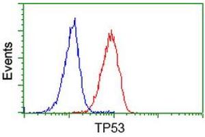Image no. 8 for anti-Tumor Protein P53 (TP53) antibody (ABIN1499968) (p53 anticorps)
