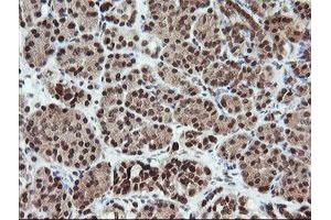 Image no. 5 for anti-Fetal and Adult Testis Expressed 1 (FATE1) antibody (ABIN1498222)