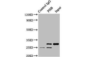 Immunoprecipitating PHB in HEK293 whole cell lysate Lane 1: Rabbit control IgG (1 μg) instead of ABIN7164704 in HEK293 whole cell lysate. (Prohibitin anticorps  (AA 1-272))