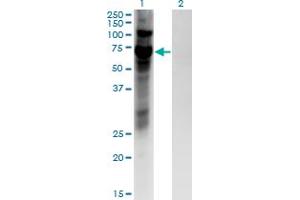 Western Blot analysis of ZNF10 expression in transfected 293T cell line by ZNF10 monoclonal antibody (M03), clone 1E1. (ZNF10 anticorps  (AA 1-98))