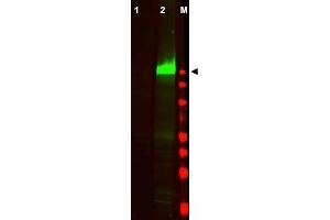 Image no. 2 for anti-Epidermal Growth Factor Receptor (EGFR) (AA 1189-1199), (pTyr1197) antibody (ABIN401341) (EGFR anticorps  (pTyr1197))