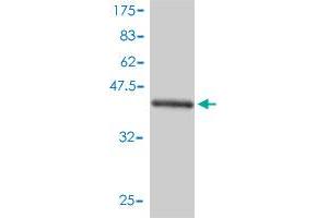Western Blot detection against Immunogen (44.