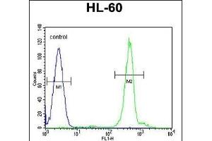 DA5 Antibody (N-term) (ABIN655277 and ABIN2844869) flow cytometric analysis of HL-60 cells (right histogram) compared to a negative control cell (left histogram). (DPPA5 anticorps  (N-Term))