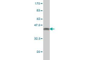 Western Blot detection against Immunogen (38.