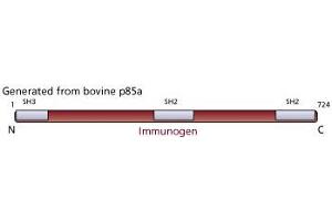 Image no. 1 for anti-Phosphoinositide 3 Kinase, p85 alpha (PI3K p85a) antibody (ABIN967523)