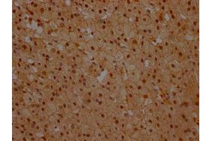 IHC image of ABIN7161520 diluted at 1:100 and staining in paraffin-embedded human adrenal gland tissue performed on a Leica BondTM system.