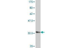 Western Blot detection against Immunogen (37.