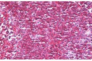 Anti-CD45RB antibody IHC staining of human tonsil. (CD45RB anticorps  (AA 79-88))