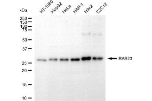 anti-RAB23, Member RAS Oncogene Family (RAB23) antibody