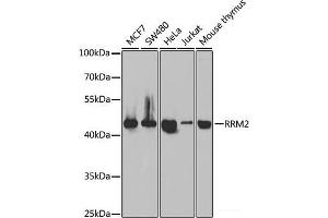 Western blot analysis of extracts of various cell lines using RRM2 Polyclonal Antibody at dilution of 1:1000. (RRM2 anticorps)
