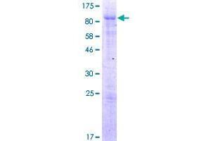 Image no. 1 for ADP-Ribosylation Factor GTPase Activating Protein 2 (arfgap2) (AA 1-521) protein (GST tag) (ABIN1345473)