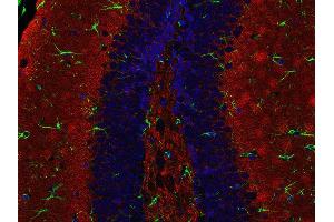 Indirect immunostaining of PFA fixed paraffin embedded mouse hippocampus section with anti-Synaptogyrin 1 (dilution 1 : 500; red) and chicken anti-GFAP (, dilution 1 : 500; green). (Synaptogyrin 1 anticorps  (AA 220-234))