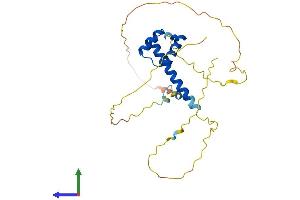 AlphaFold protein structure predicition of Human Recombinant MSX2 Protein, UniprotID P35548