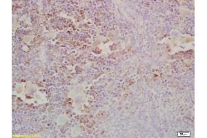 Formalin-fixed and paraffin embedded mouse spleen labeled with Anti-Gab2 Polyclonal Antibody, Unconjugated (ABIN681178) at 1:200, followed by conjugation to the secondary antibody and DAB staining (GAB2 anticorps  (AA 601-676))