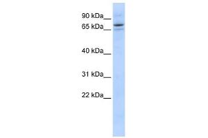 SEC23B antibody used at 1 ug/ml to detect target protein. (Sec23 Homolog B anticorps)
