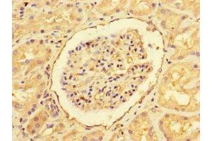 Immunohistochemistry of paraffin-embedded human kidney tissue using ABIN7151461 at dilution of 1:100