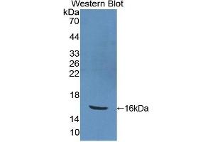 Western Blotting (WB) image for anti-Peroxisome Proliferator-Activated Receptor gamma (PPARG) (AA 157-274) antibody (ABIN1860284) (PPARG anticorps  (AA 157-274))
