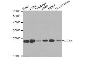 Western blot analysis of extracts of various cell lines, using CBX5 antibody. (CBX5 anticorps  (AA 1-100))