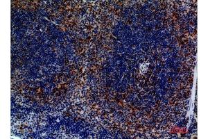 Immunohistochemistry (IHC) analysis of paraffin-embedded Mouse Spleen, antibody was diluted at 1:100. (CCR4 anticorps  (N-Term))