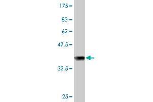 Western Blot detection against Immunogen (36.