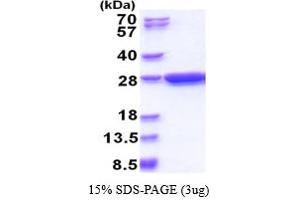 SDS-PAGE (SDS) image for Glutathione S Transferase (GST) (AA 1-224) protein (ABIN667069) (GST Protein (AA 1-224))