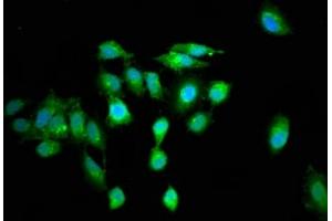 Immunofluorescence staining of Hela cells with ABIN7167616 at 1:100, counter-stained with DAPI.