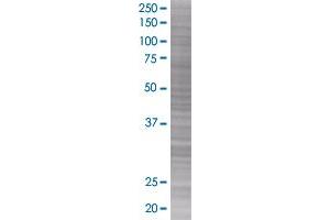 TUSC4 transfected lysate