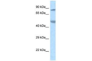 Western Blot showing Zfp90 antibody used at a concentration of 1. (ZNF90 anticorps  (N-Term))