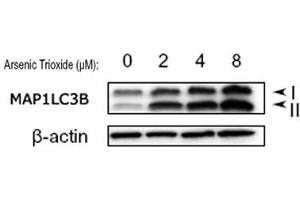 Western blot analysis of MAP1LC3B in treated U87 MG (human glioblastoma astrocytoma) lysates using MAP1LC3B polyclonal antibody . (LC3B anticorps  (AA 1-50))