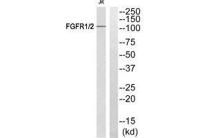 Western Blotting (WB) image for anti-FGFR1, FGFR2 (Tyr463), (Tyr466) antibody (ABIN1848296) (FGFR1/FGFR2 anticorps  (Tyr463, Tyr466))