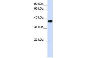 Western Blotting (WB) image for anti-Isoprenylcysteine Carboxyl Methyltransferase (ICMT) antibody (ABIN2459058) (ICMT anticorps)