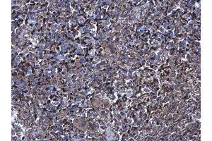 IHC-P Image XIAP antibody [C1C3] detects XIAP protein at cytoplasm on mouse spleen by immunohistochemical analysis.