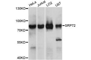 Western blot analysis of extracts of various cell lines, using SRP72 antibody. (SRP72 anticorps)