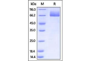 Mouse B7-2, Fc Tag on SDS-PAGE under reducing (R) condition. (CD86 Protein (CD86) (AA 24-245) (Fc Tag))