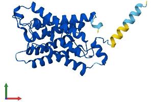 AlphaFold protein structure predicition of Mouse Recombinant Aqp5 Protein, UniprotID Q9WTY4