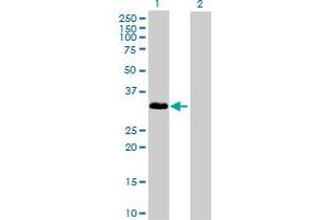 Western Blot analysis of IL1A expression in transfected 293T cell line by IL1A MaxPab polyclonal antibody. (IL1A anticorps  (AA 1-271))
