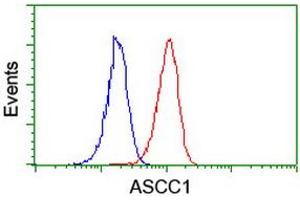 Image no. 3 for anti-Activating Signal Cointegrator 1 Complex Subunit 1 (ASCC1) antibody (ABIN1496741) (ASCC1 anticorps)