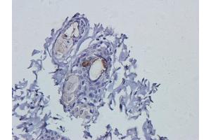 Immunohistochemical staining of rat skin tissue using anti-VEGF antibodyA. (Recombinant VEGF anticorps)