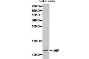 Western Blotting (WB) image for anti-Macrophage Migration Inhibitory Factor (Glycosylation-Inhibiting Factor) (MIF) antibody (ABIN1873693) (MIF anticorps)