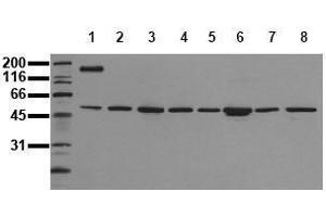 Western Blotting (WB) image for anti-c-Fos (c-Fos) (N-Term) antibody (ABIN126801) (c-FOS anticorps  (N-Term))