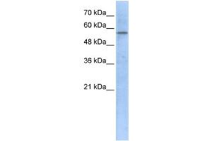 WB Suggested Anti-HMGCS1 Antibody Titration:  1 ug/ml  Positive Control:  293T cells lysate HMGCS1 is supported by BioGPS gene expression data to be expressed in HEK293T (HMGCS1 anticorps  (Middle Region))