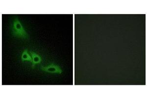 Immunofluorescence (IF) image for anti-Glycerol Kinase (GK) (C-Term) antibody (ABIN1849314) (Glycerol Kinase anticorps  (C-Term))