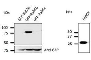 Anti-Rab5b Ab at 1/500 dilution; 293 cells transfected with GFP-Rab5; Iysates at 50 µg per Iane; rabbit polyclonal to goat IgG (HRP) at 1/10,000 dilution; (RAB5B anticorps  (C-Term))