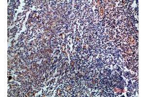 Immunohistochemical analysis of paraffin-embedded human-tonsil, antibody was diluted at 1:200